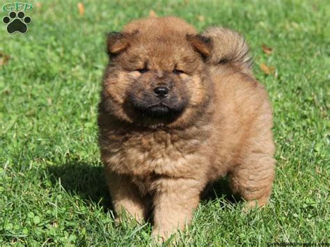 Chow Chow Puppies for Sale | Greenfield Puppies