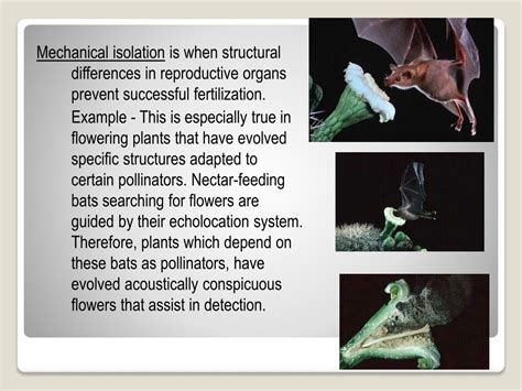 PPT - Speciation PowerPoint Presentation, free download - ID:9509847