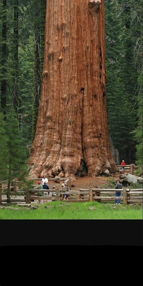 Amazing Nature, Beautiful Landscapes, Giant Sequoia Trees, Giant Tree ...