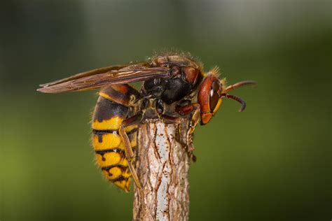 A Buzzworthy Find: European Hornet Identified For The First Time In Vermont | Vermont Public Radio