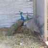 Peafowl for Sale - Assorted Peafowl Chicks | Cackle Hatchery®