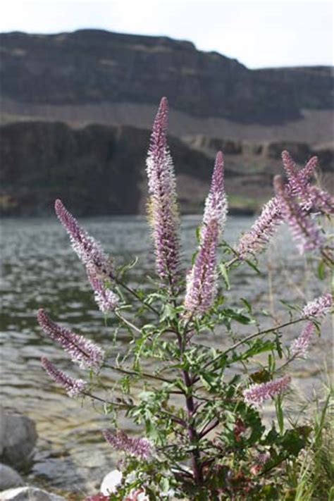 Eastern Washington wildflowers