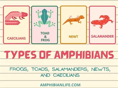 What Are Amphibians? (Definition And Examples) - Amphibian Life