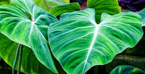 Tropical Plants Care #1 Best Guide