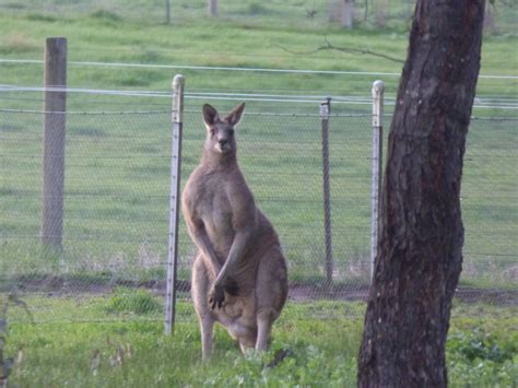 Eastern Grey Kangaroo