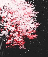 Cherry Blossom Tree Anime Background Gif / 29 Images About Anime ...