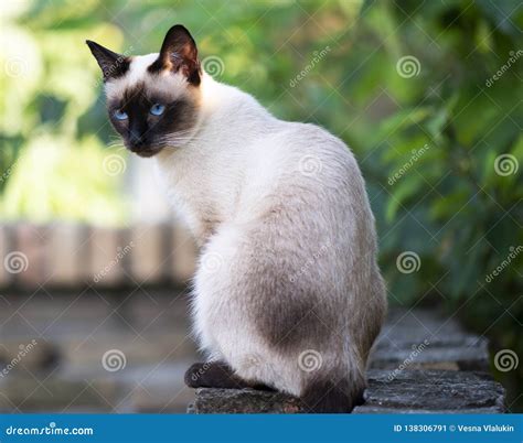 Siamese cat with blue eyes stock image. Image of siam - 138306791