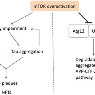 Role of mTOR in Aβ and Tau pathology via regulating autophagy pathway.... | Download Scientific ...