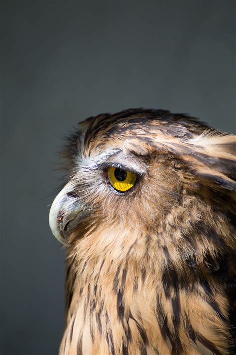 Brown American bald eagle photo photo – Free Animal Image on Unsplash