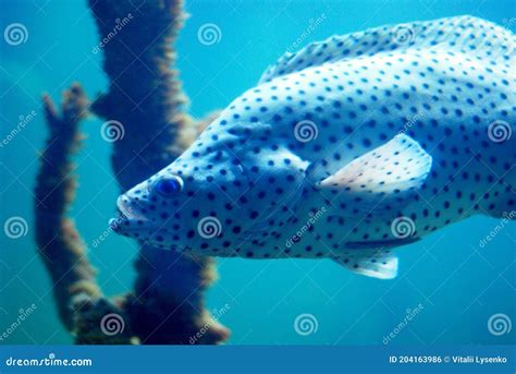 White Fish in Black Spots Swimming in T he Sea Close-up Stock Photo - Image of reef, ocean ...