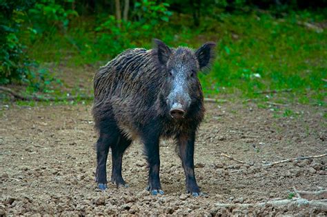 Species spotlight: wild hogs - Carolina Sportsman