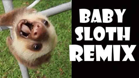 19++ Funny Sloth Memes Clean - Factory Memes