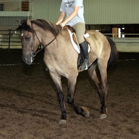 All About Black Buckskin Horses | LearningHorses.com