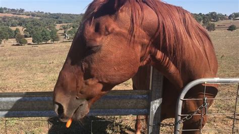 Horse eating carrots ASMR - YouTube