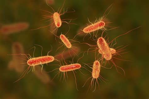 Escherichia coli (E. coli): o que é, sintomas e tratamento - Minha Vida