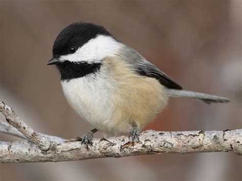 Black-capped Chickadee - eBird Québec