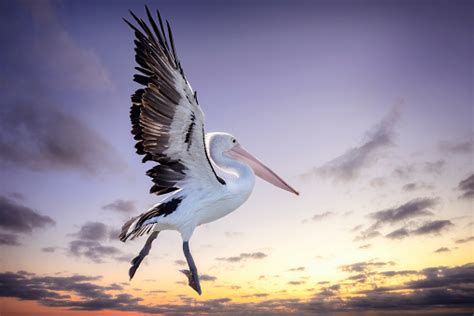 1000+ Pelican Pictures | Download Free Images on Unsplash