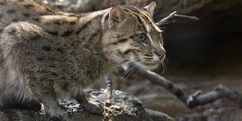 Fishing cat | Smithsonian's National Zoo and Conservation Biology Institute