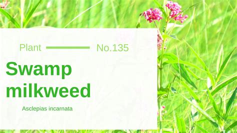 Swamp Milkweed - Asclepias Incarnata: Edible & Medicinal Uses of the Hot Pink Milkweed of Wild ...