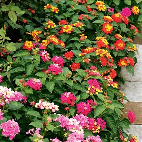 2-Gallon Multicolor Lantana in Hanging Basket (L6708) at Lowes.com