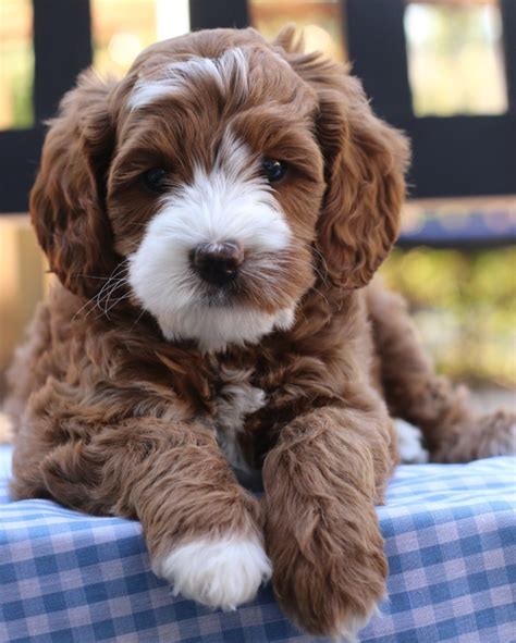 Australian Labradoodle Puppies from Mountain Park Labradoodles