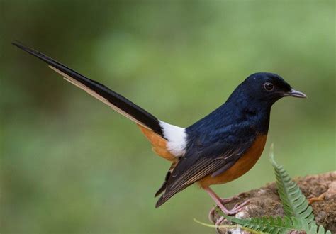 burung hitam putih ekor panjang - AmytaroRollins