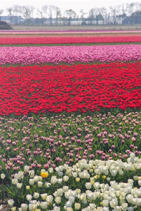 Tulips Fields in the Netherlands (and Visiting Keukenhof)