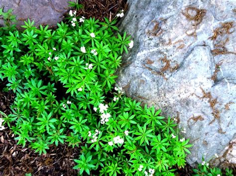 Sweet Woodruff (evergreen shade groundcover native to Europe) | Sweet ...