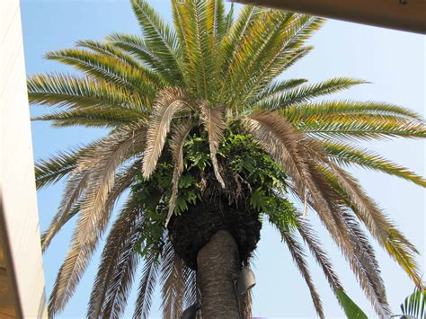 Palm Tree Care Tampa, Clearwater, St. PetersburgGreen Solutions LPC