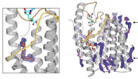 Structural Research of Methyltransferases - Creative Biostructure