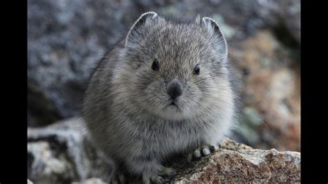 Pika conservation project goes statewide, needs volunteers | 9news.com