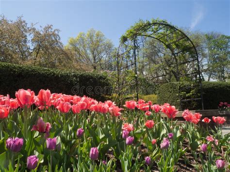 Pink and Purple Tulips in the Garden Stock Photo - Image of gardens ...