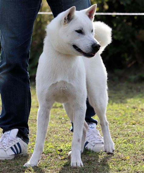 Breed ️ KISHU KEN From 紀州犬専門犬舎・健悠庵-Kennel of Kishu dogs【Kenyuan】 #kishuken | Dogs, Dog breeds ...