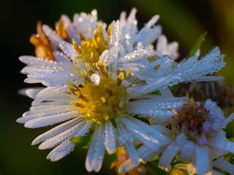 Daisy Dew Drops | Macro photography, Plants, Dew drops