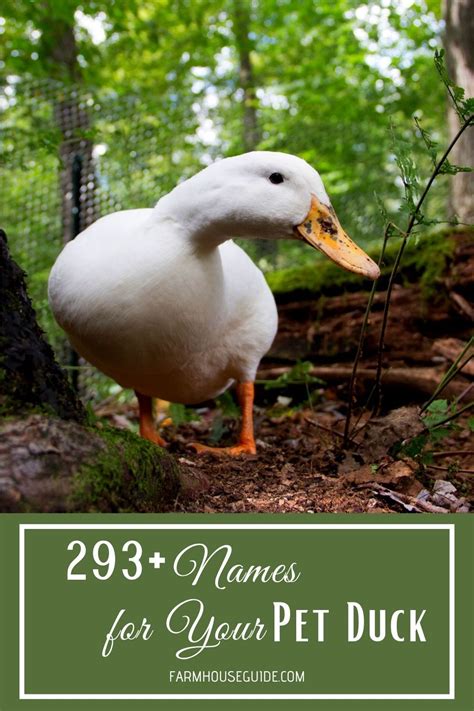 293 names for your pet duck – Artofit