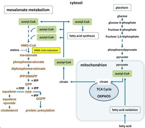 Mevalonate (MVA) pathway [17] | Download Scientific Diagram