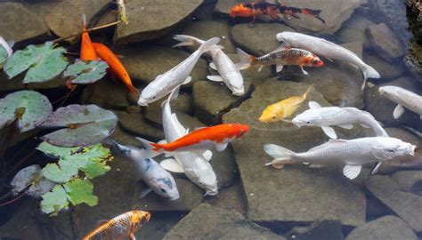 What Fish Will Help Clean Up a Pond? | Sciencing