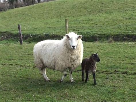 Rare goat-sheep 'geep' born on Irish farm | The Independent | The Independent