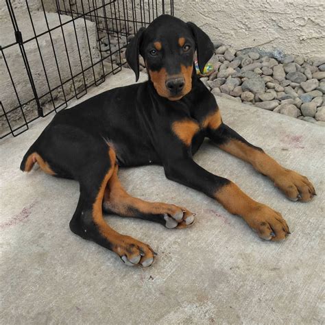 Adopt Doberman Puppy