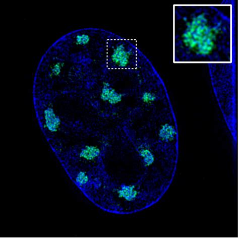 Chromatin dynamics and nuclear organization in genome maintenance