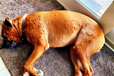 Understanding Dog Hives: Causes, Symptoms, and Treatment Options-Puainta®