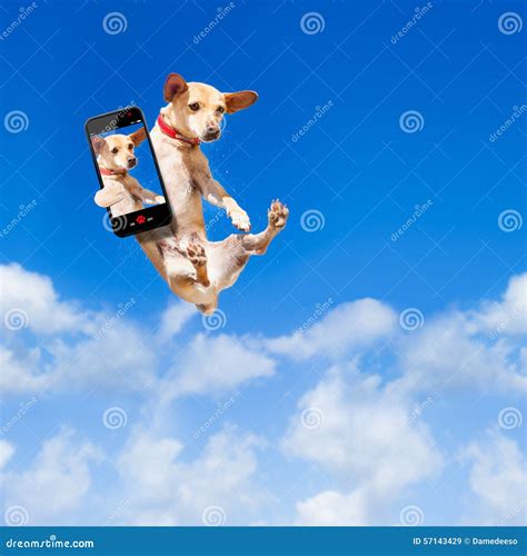 Dog jumping stock image. Image of photograph, jump, camera - 57143429