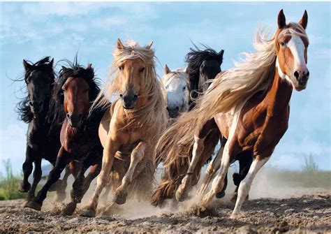 Galloping Horses, 1000 Pieces, Trefl | Puzzle Warehouse