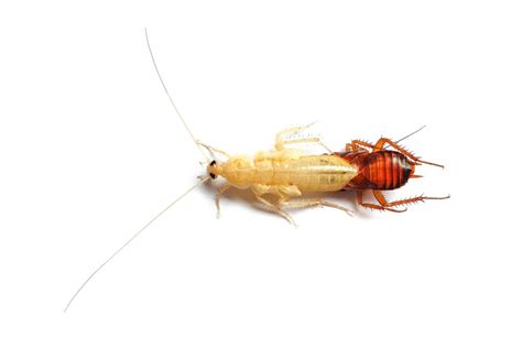 What The Heck Is A White Roach - Babyroaches