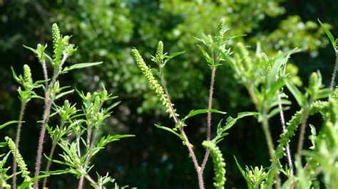 Global warming is making ragweed pollen season worse » Yale Climate Connections