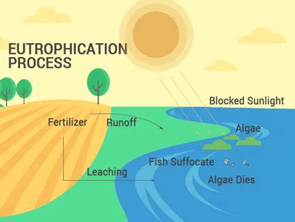 How Does Eutrophication Work? Causes, Process and Examples - Earth How