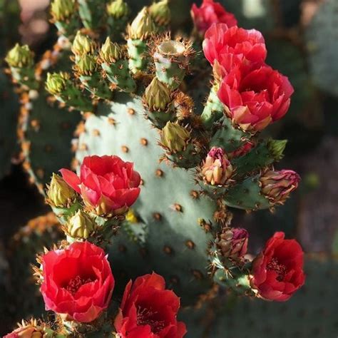 7 Beautiful Cactus with Red Flowers | Red Cactus Varieties