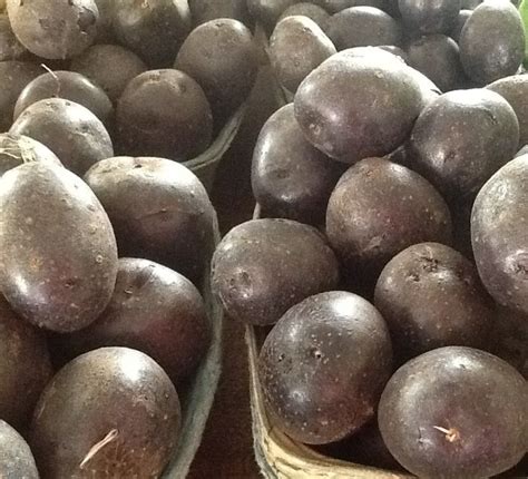 Black potatoes - I so want to grow these! | Black potatoes, Potatoes ...