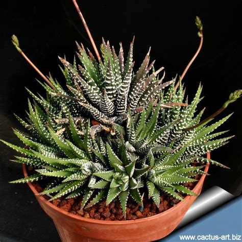 Haworthia attenuata Photo by: Cactus Art This is a striking plant with ...