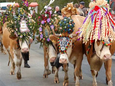 The Tyrol Cow Festival